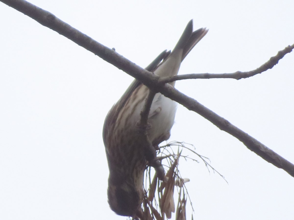 Purple Finch - ML646207841