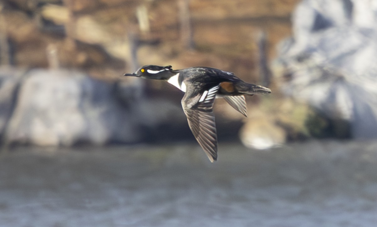 Hooded Merganser - ML646207842