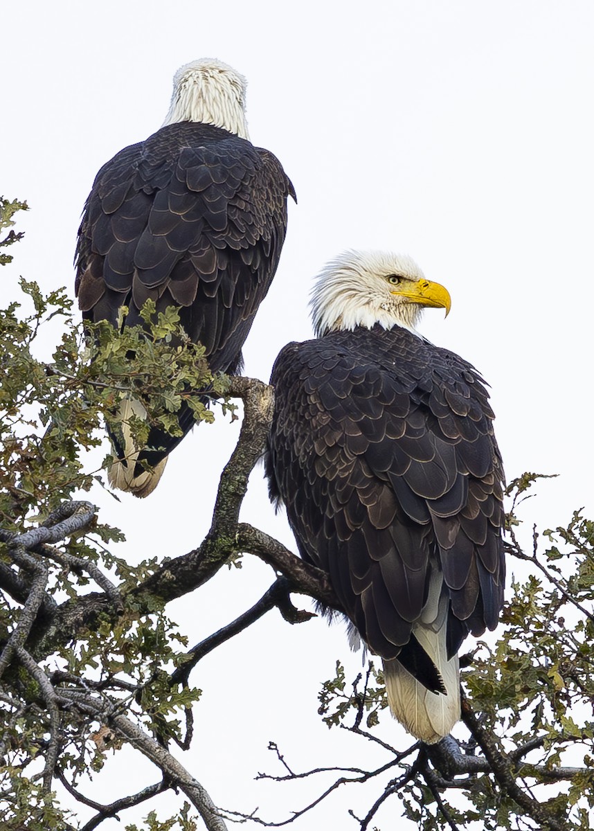 Bald Eagle - ML646207844