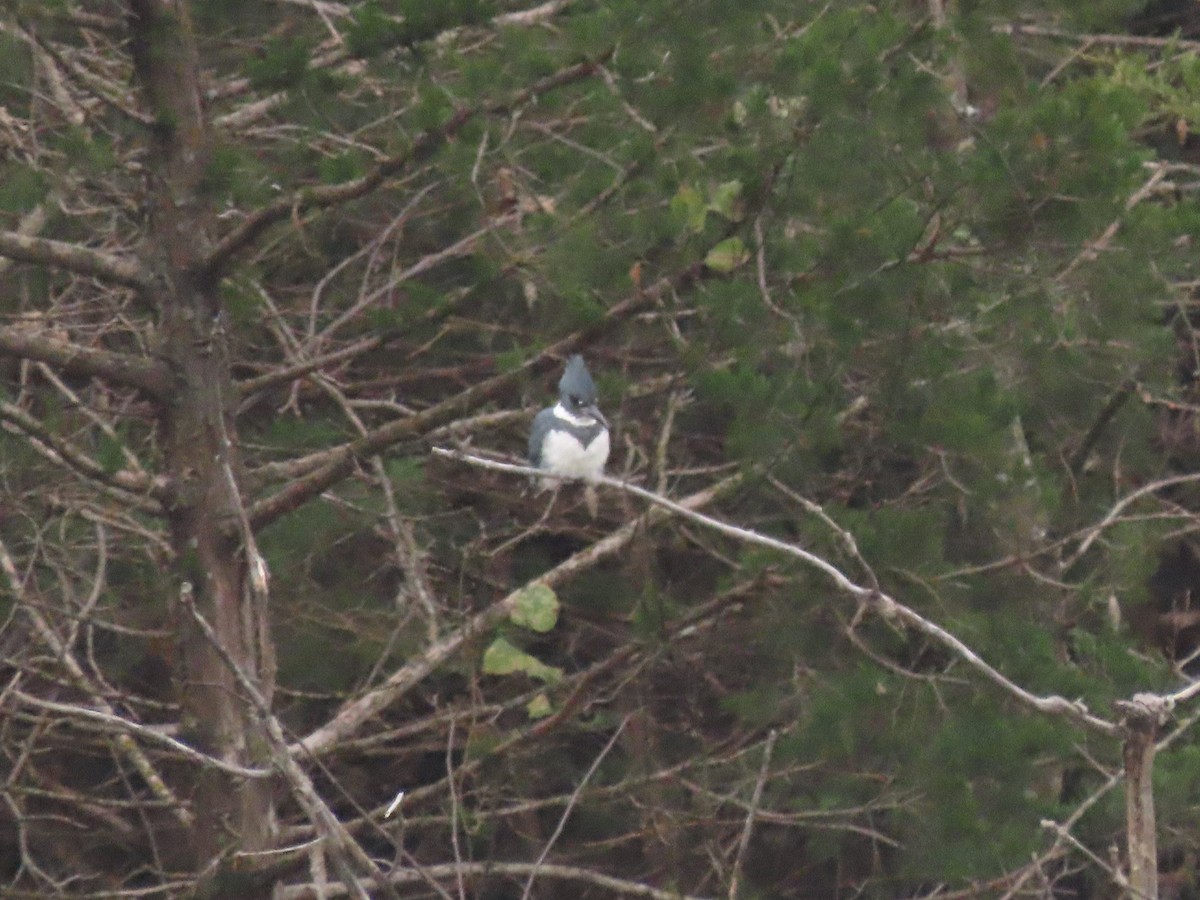 Martin handi iparramerikarra - ML646207852