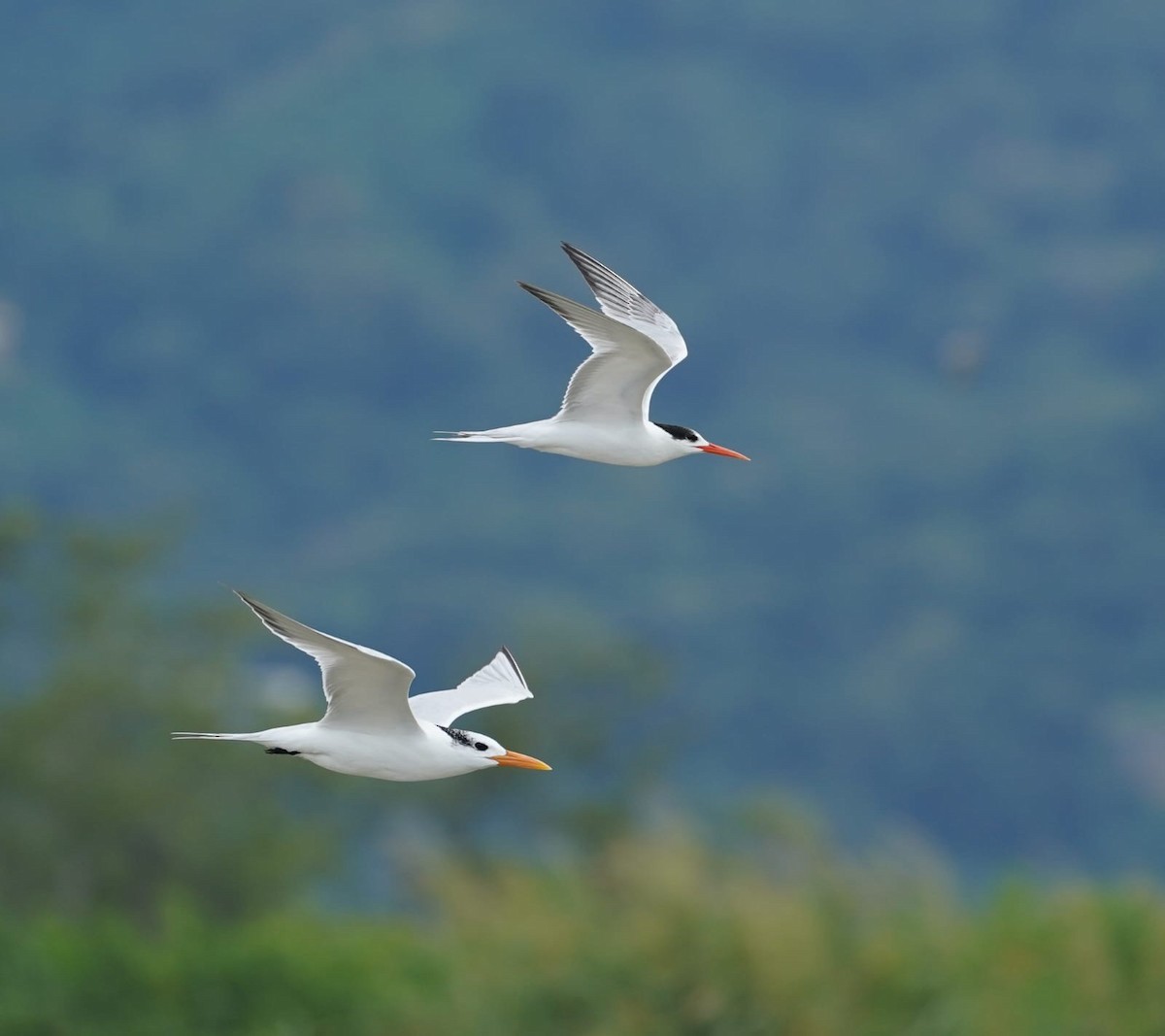 Elegant Tern - ML646207853