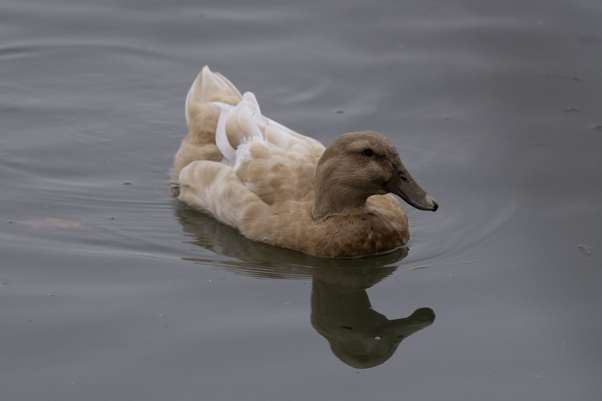 kachna divoká - ML646207854