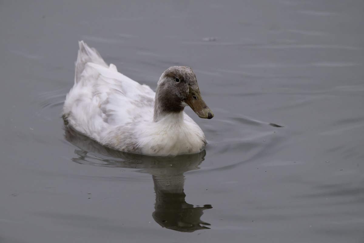 kachna divoká - ML646207855