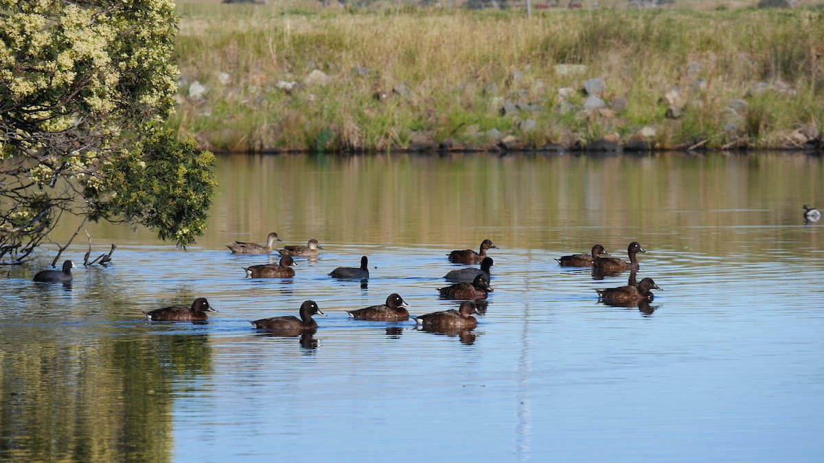 Hardhead - ML646207857