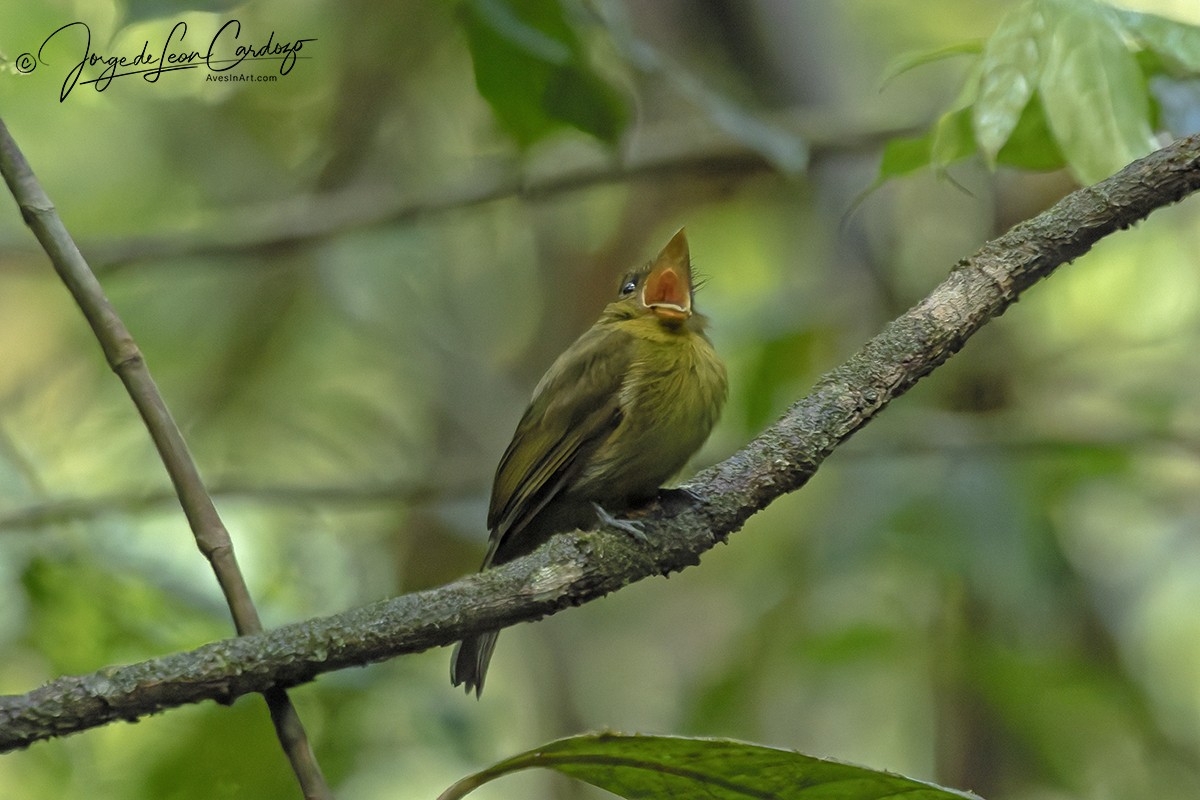 Sapayoa - ML646207858