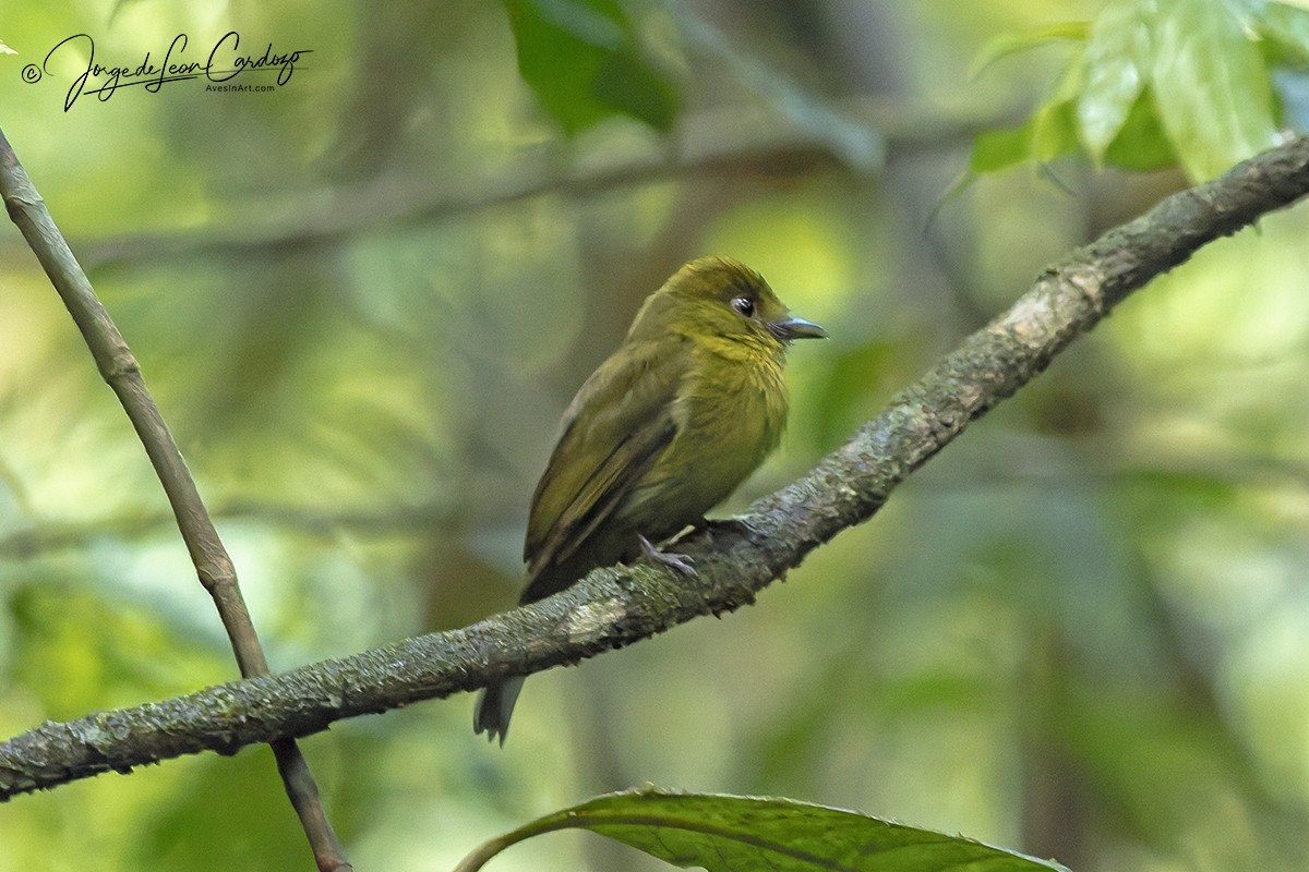 Sapayoa - ML646207859