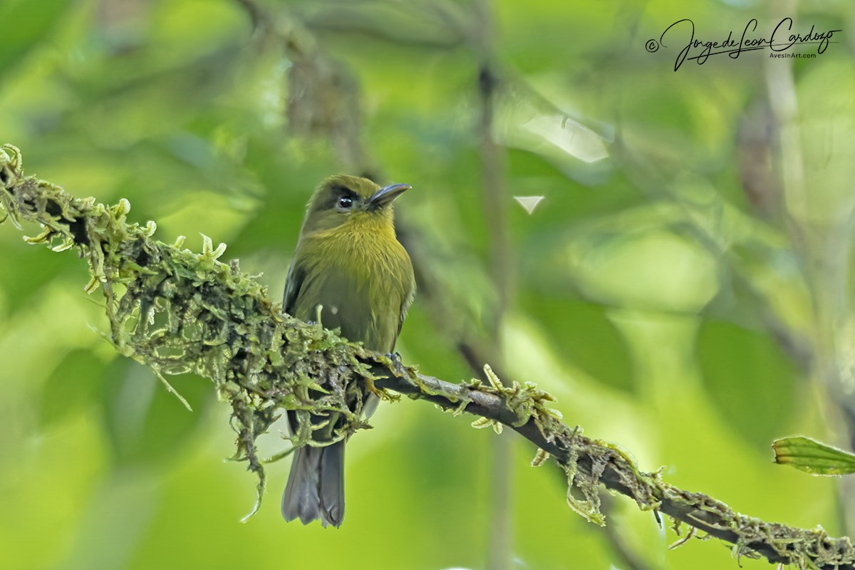 Sapayoa - ML646207860