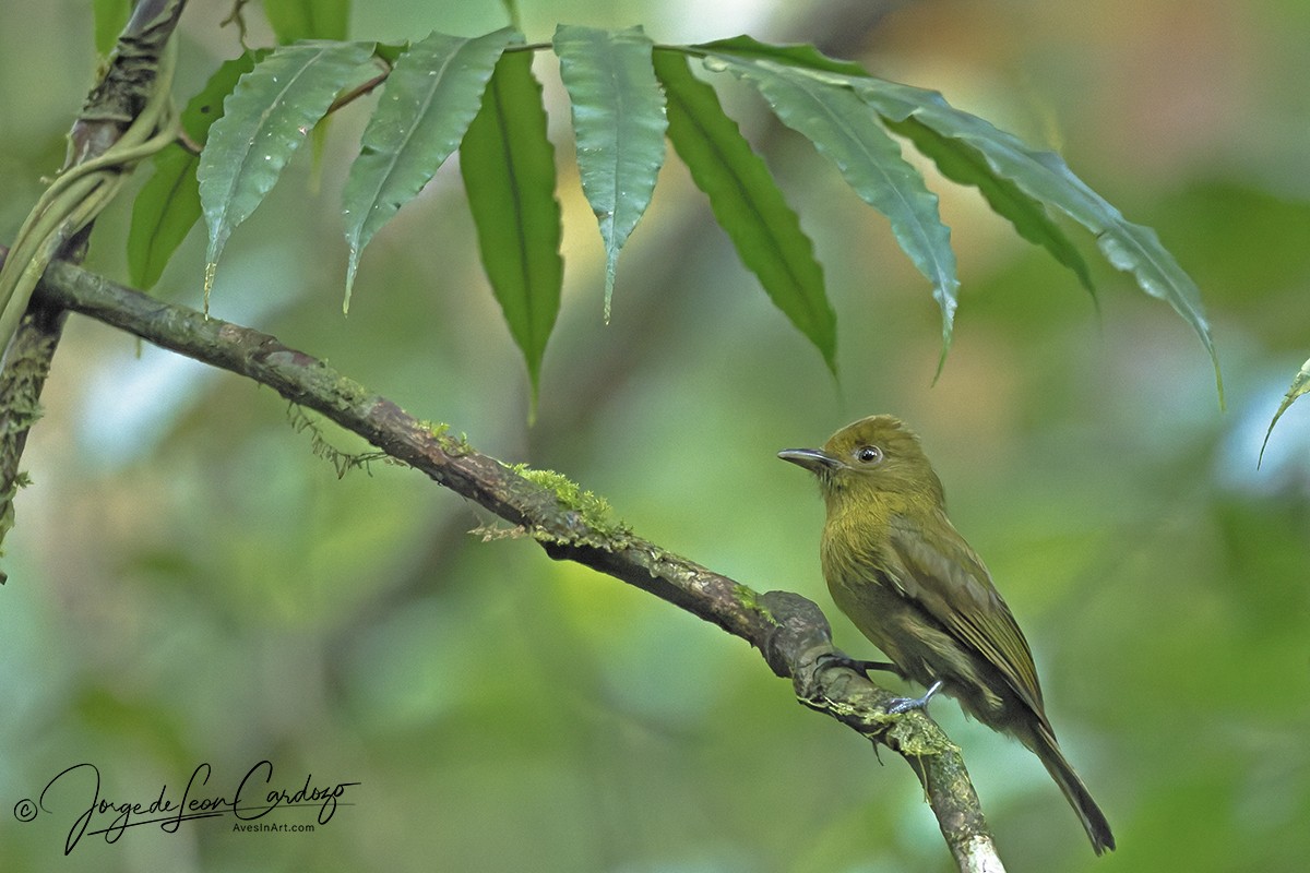 Sapayoa - ML646207861