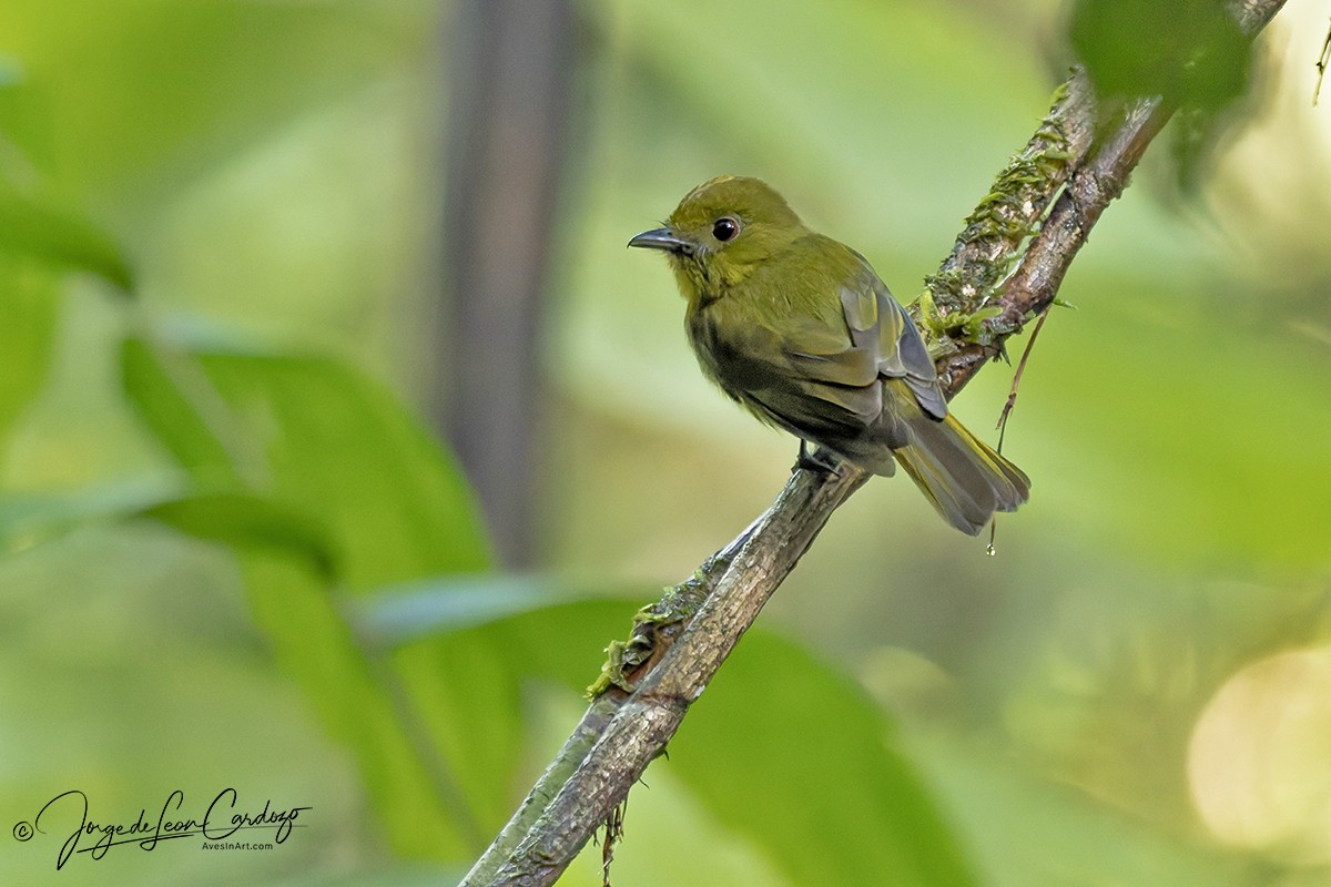 Sapayoa - ML646207862