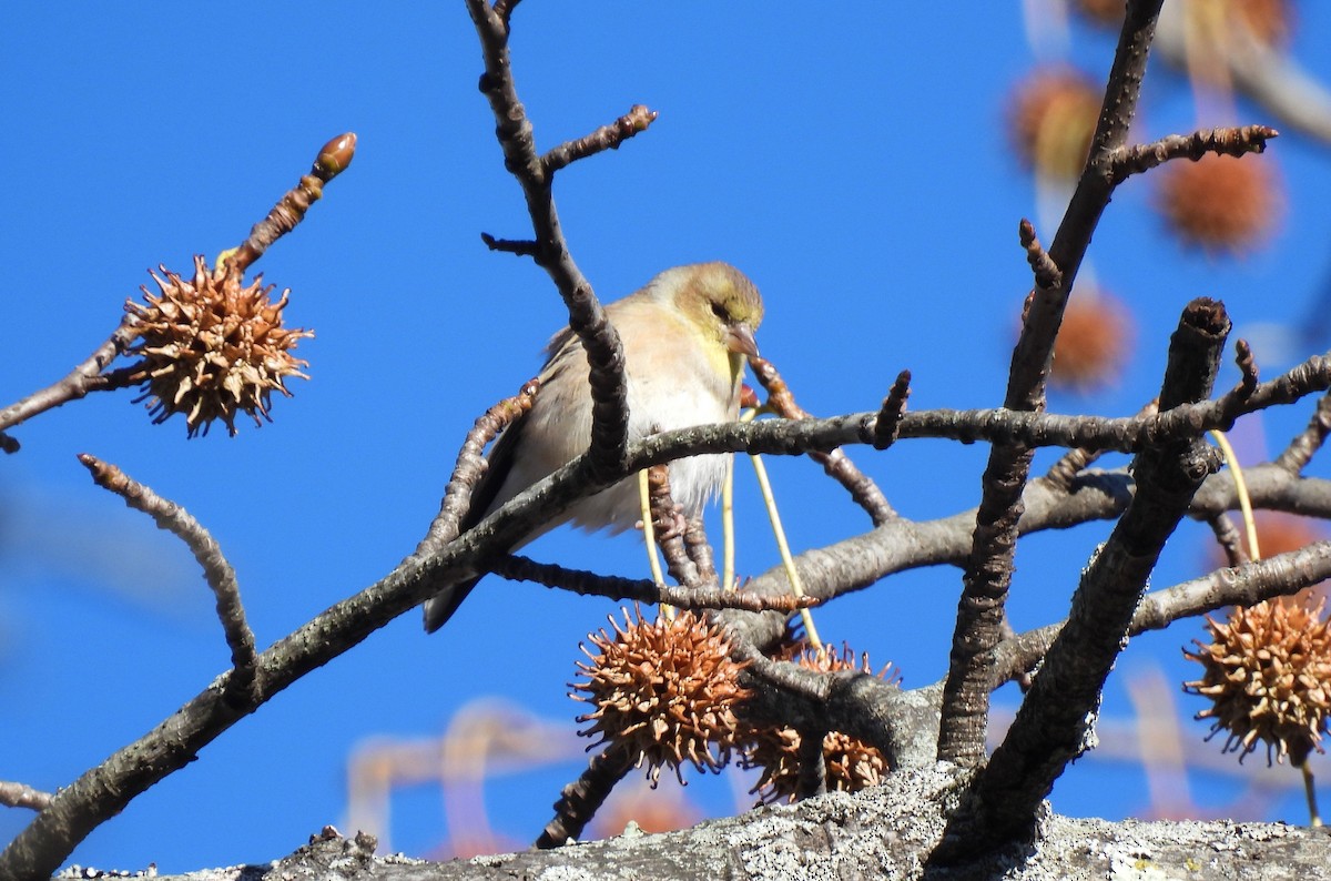 American Goldfinch - ML646207872