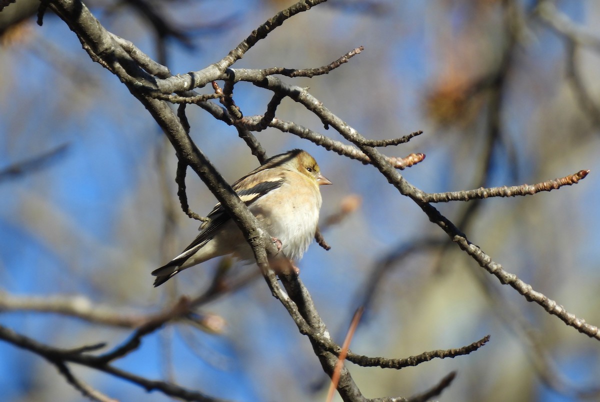 American Goldfinch - ML646207878