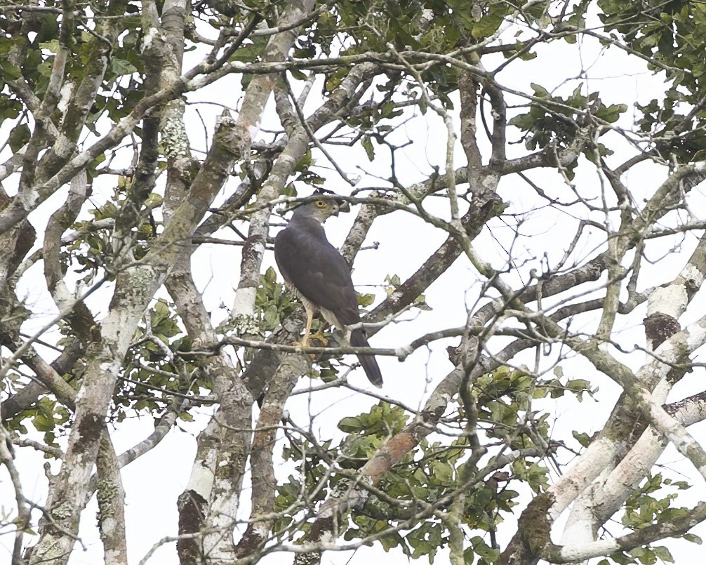 African Goshawk - ML646207881