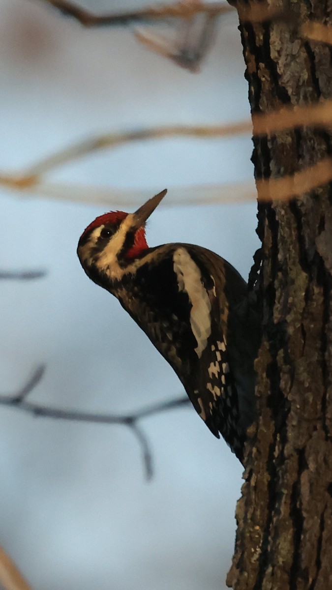 Yellow-bellied Sapsucker - ML646207882