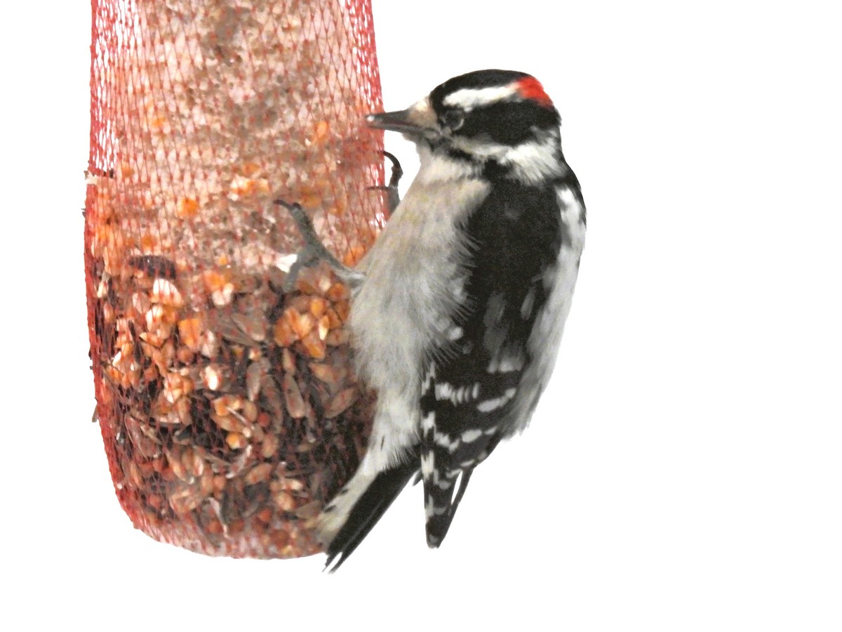 Downy Woodpecker - ML646207895