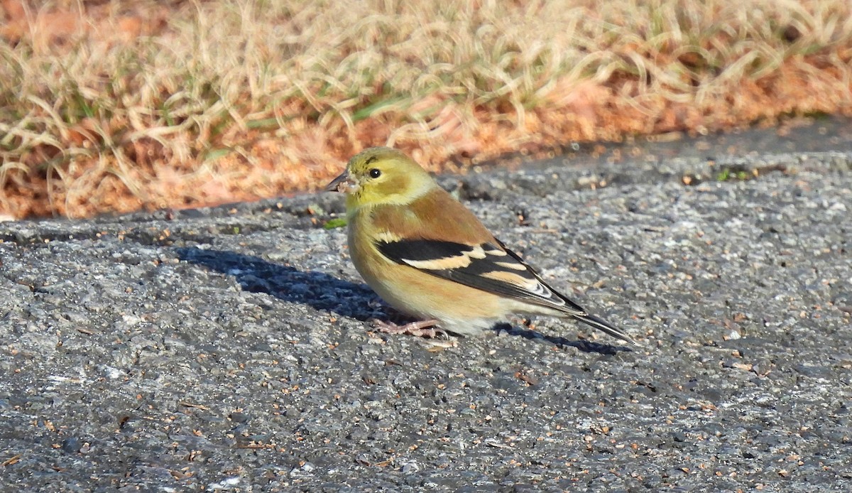American Goldfinch - ML646207900