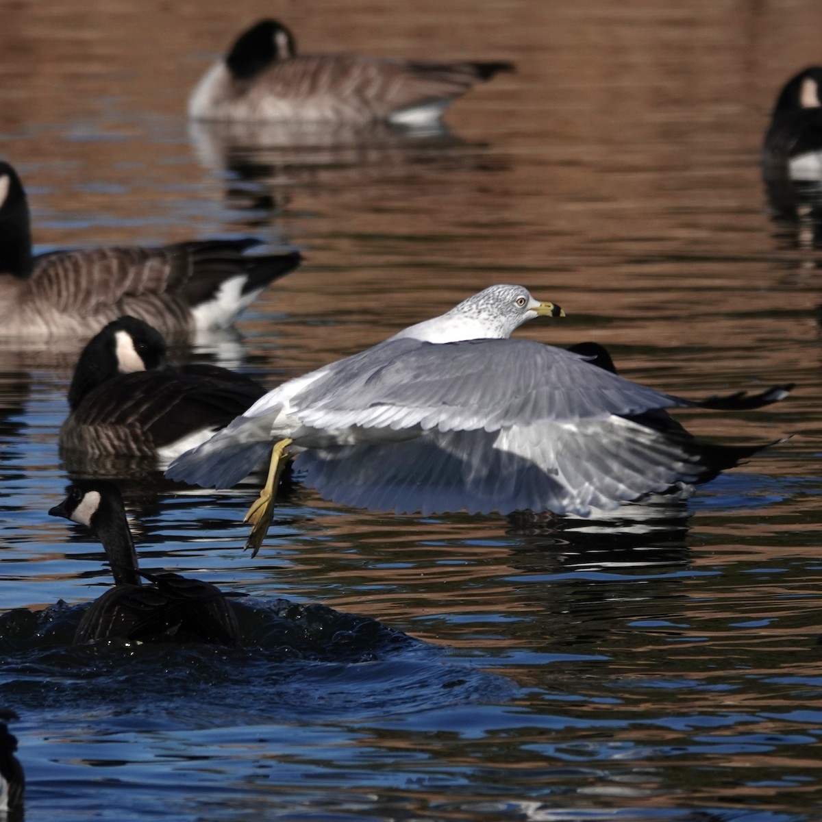 Ring-billed Gull - ML646207906