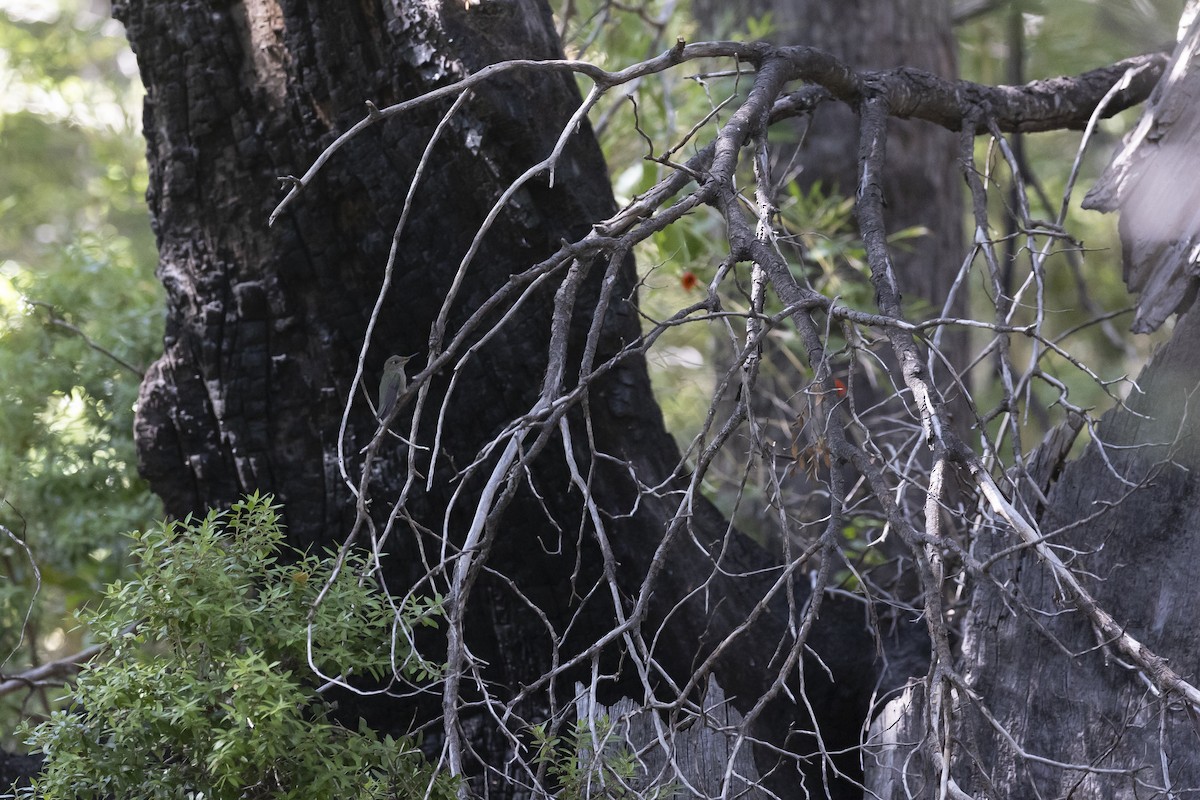Green-backed Firecrown - ML646207908