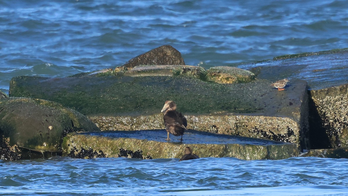 Common Eider - ML646207909