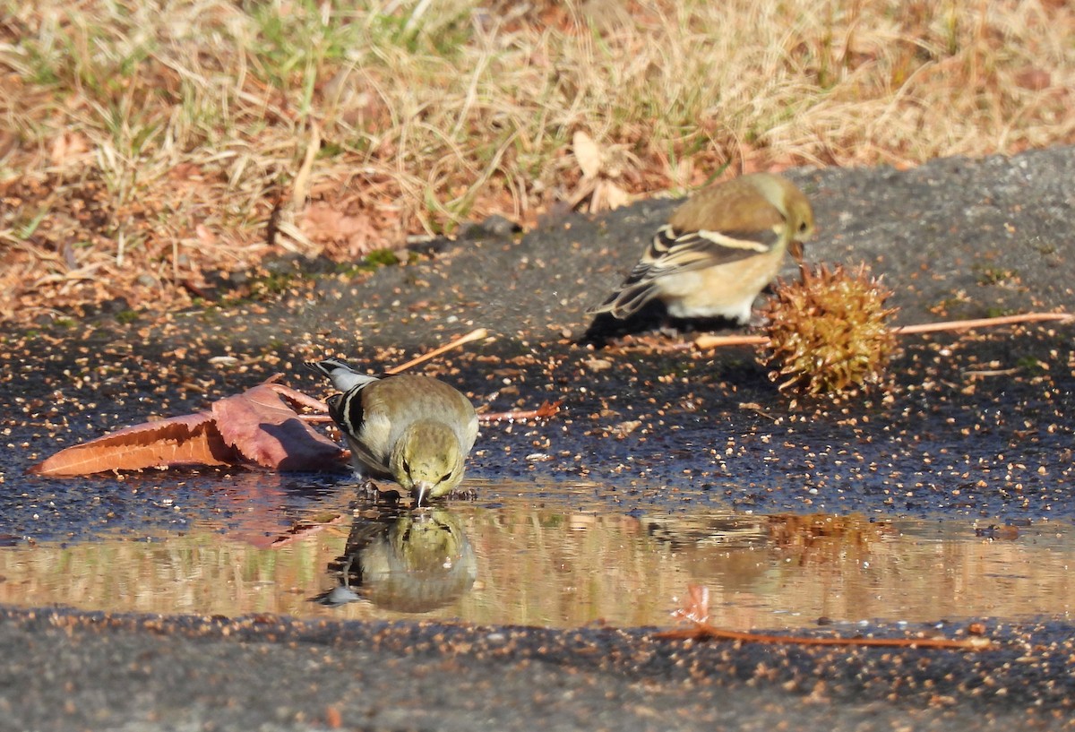 American Goldfinch - ML646207911