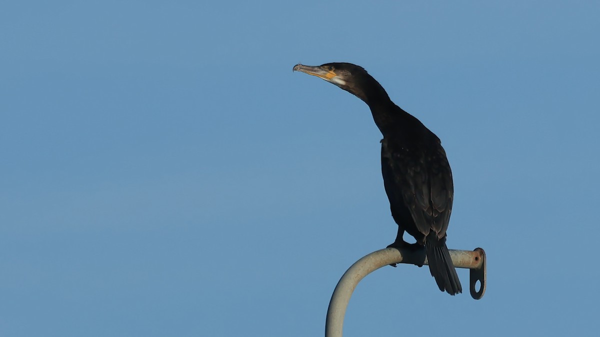 Great Cormorant - ML646207915