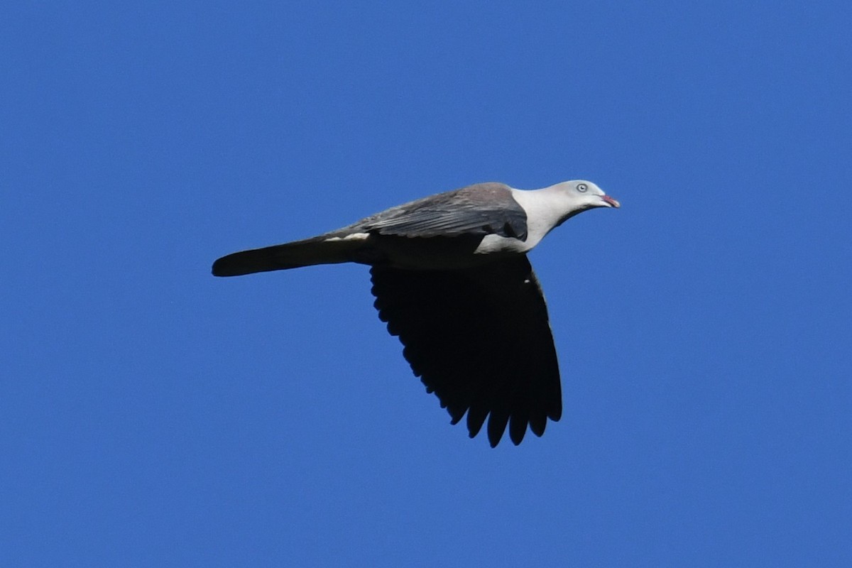 Mountain Imperial-Pigeon - ML646207916