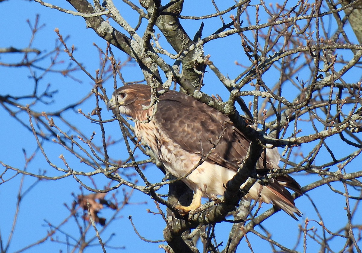 Red-tailed Hawk - ML646207919