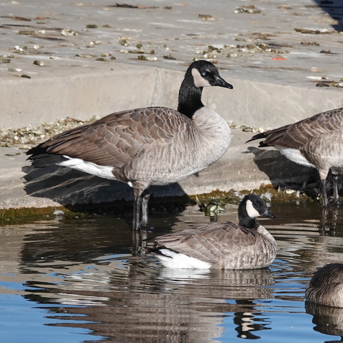 Canada Goose - ML646207920