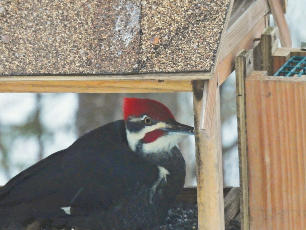 Pileated Woodpecker - ML646207923