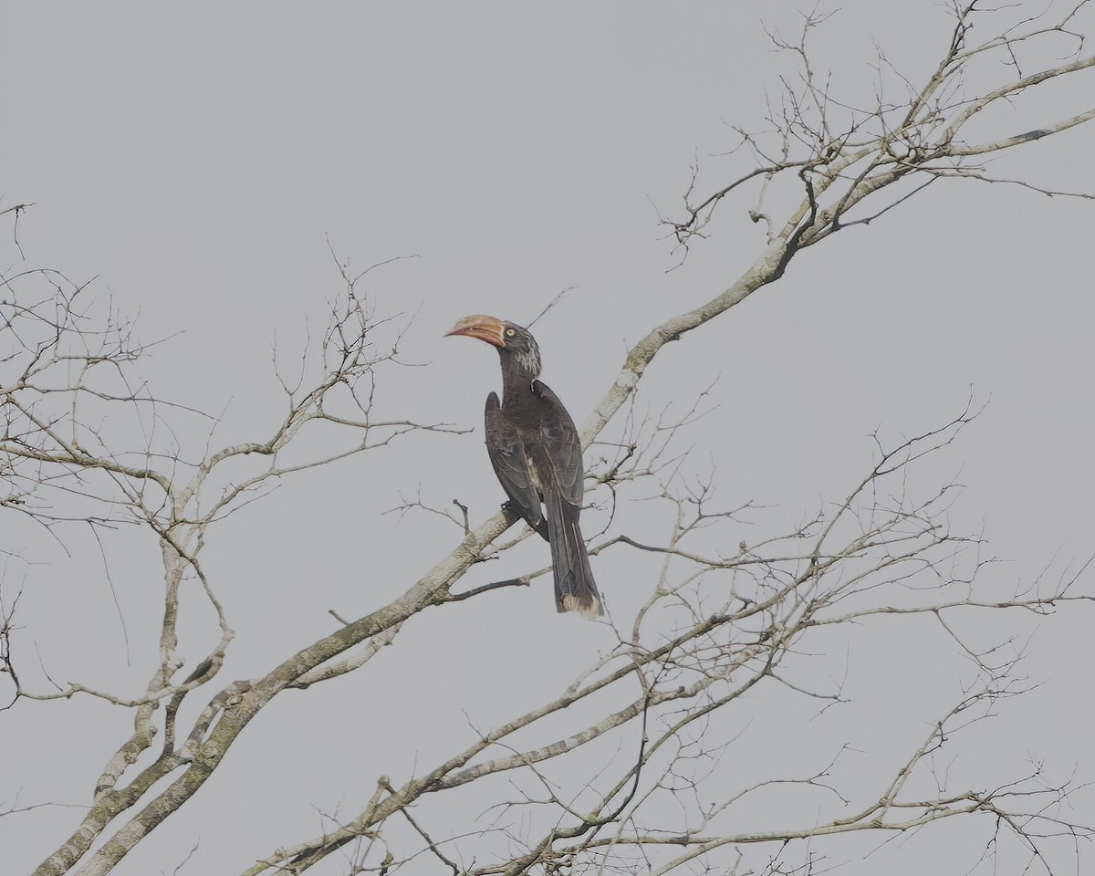 Crowned Hornbill - ML646207925