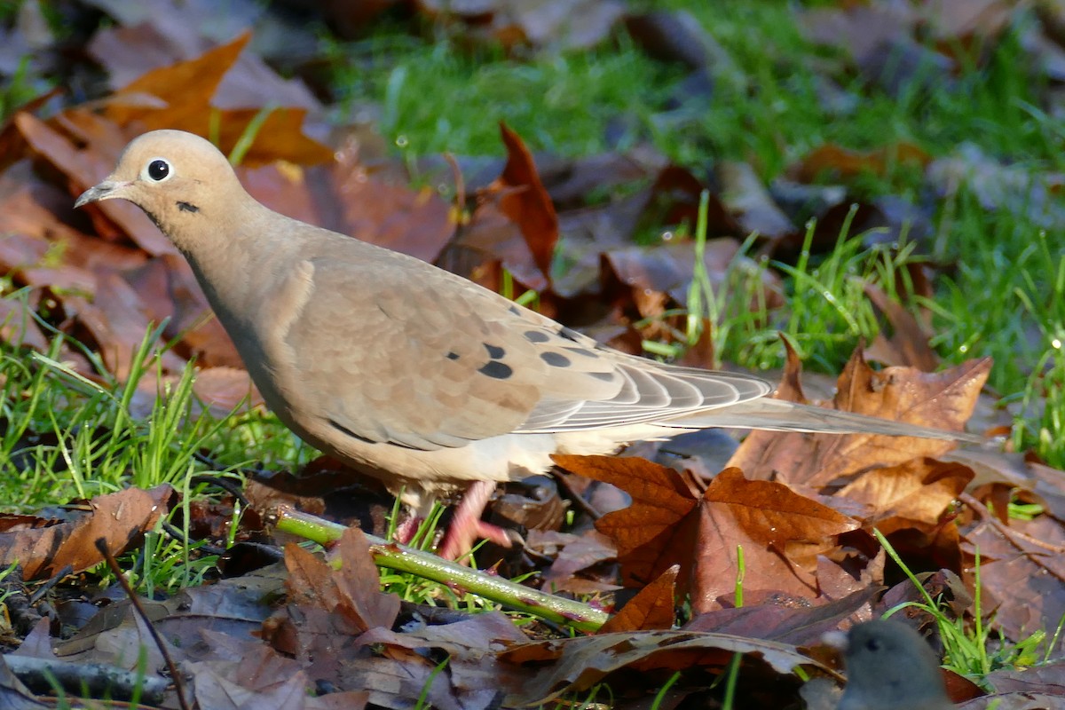 Mourning Dove - ML646207927