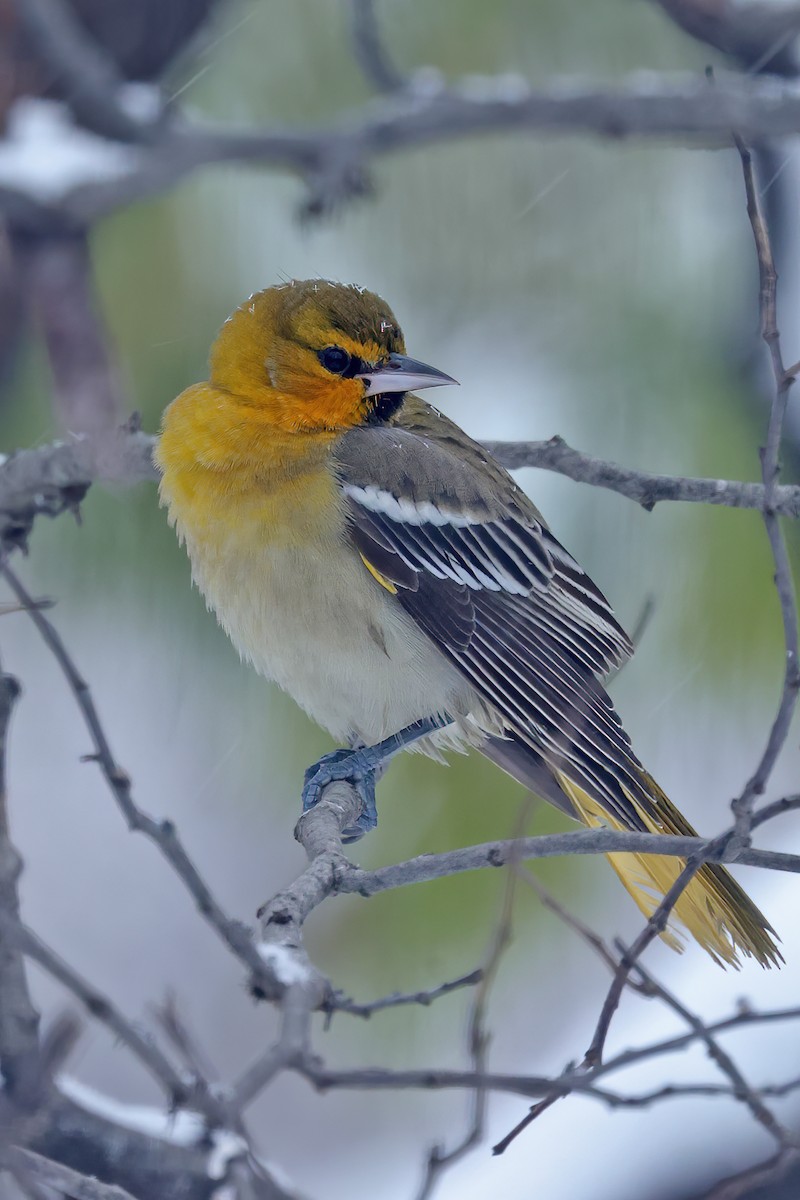 Bullock's Oriole - ML646207930