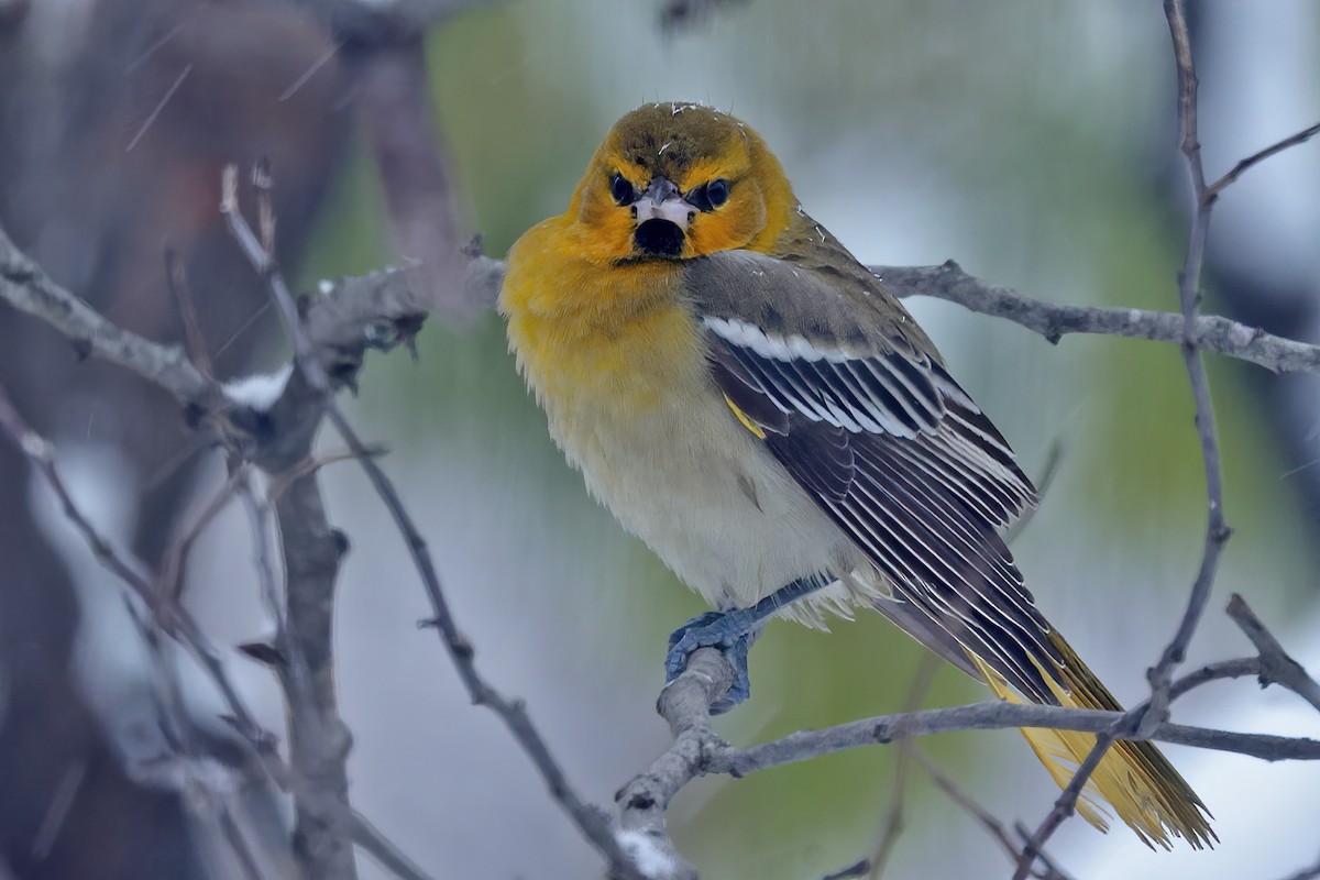 Bullock's Oriole - ML646207931