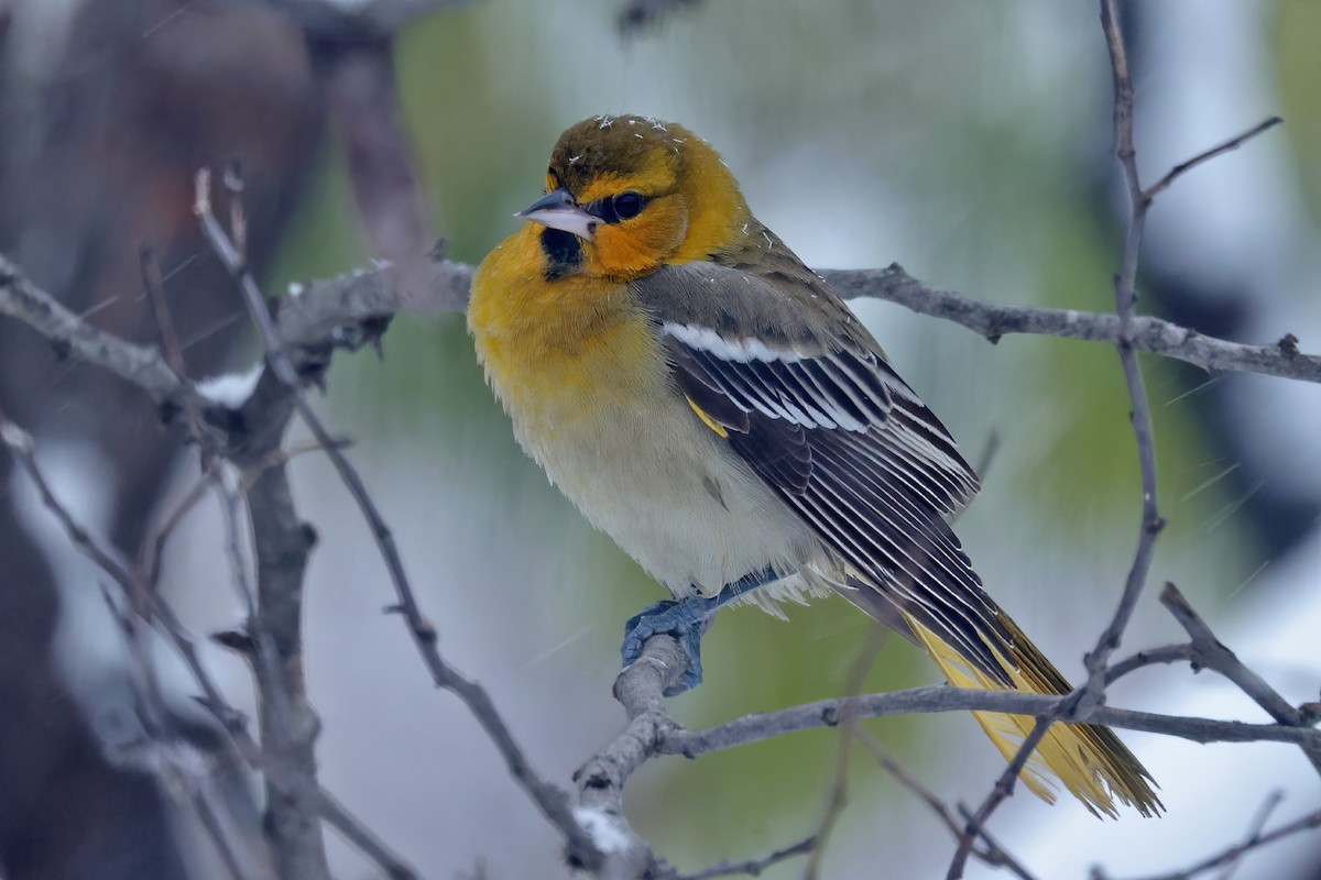 Bullock's Oriole - ML646207932