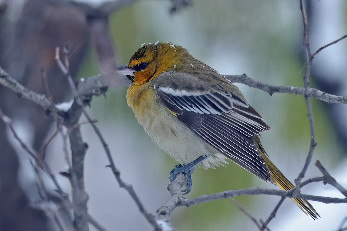 Bullock's Oriole - ML646207933