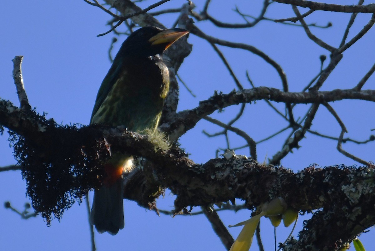barbet velký - ML646207934
