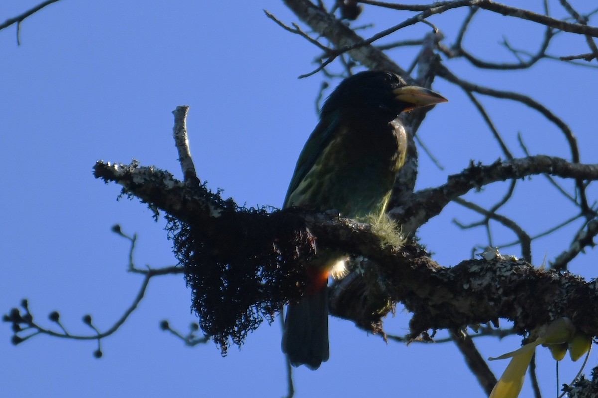 Great Barbet - ML646207935