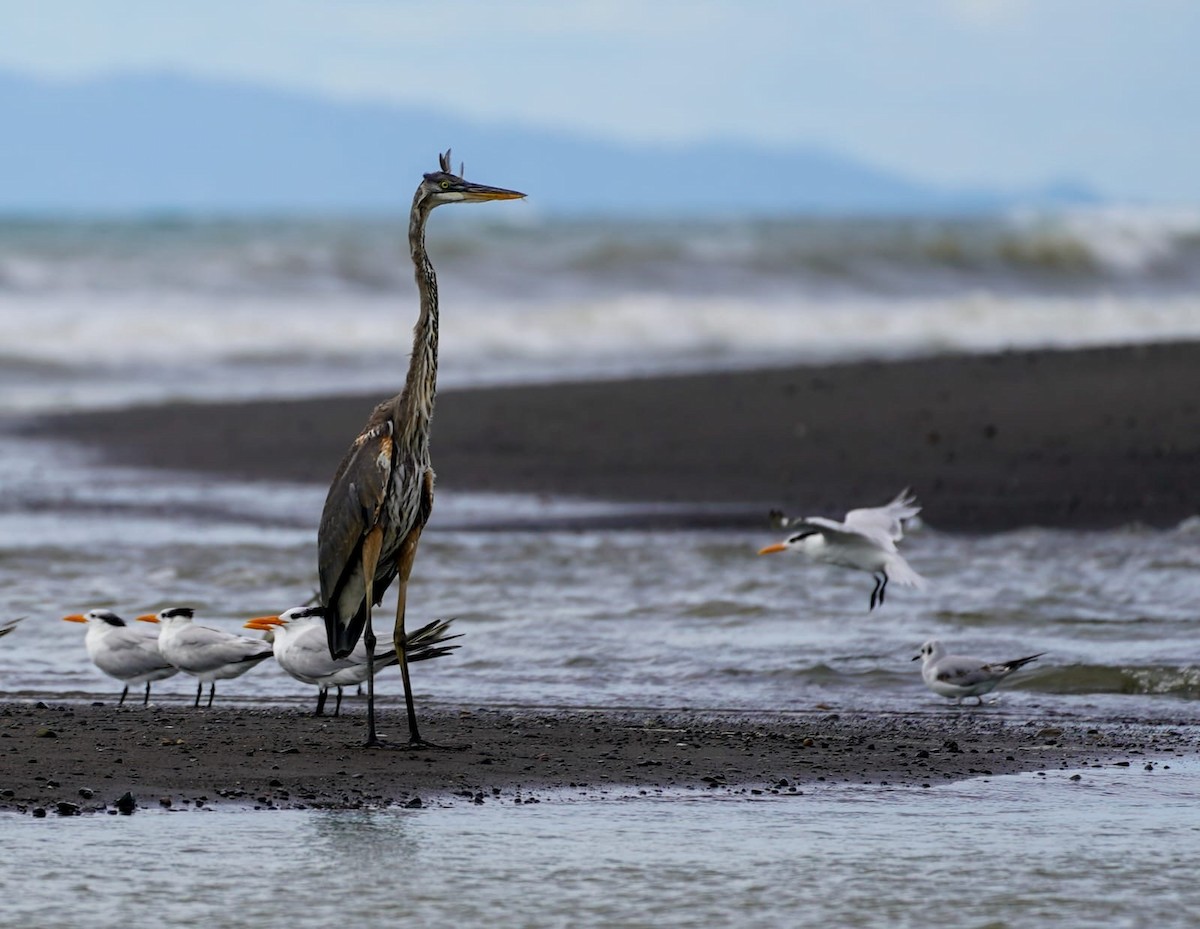 Great Blue Heron - ML646207936