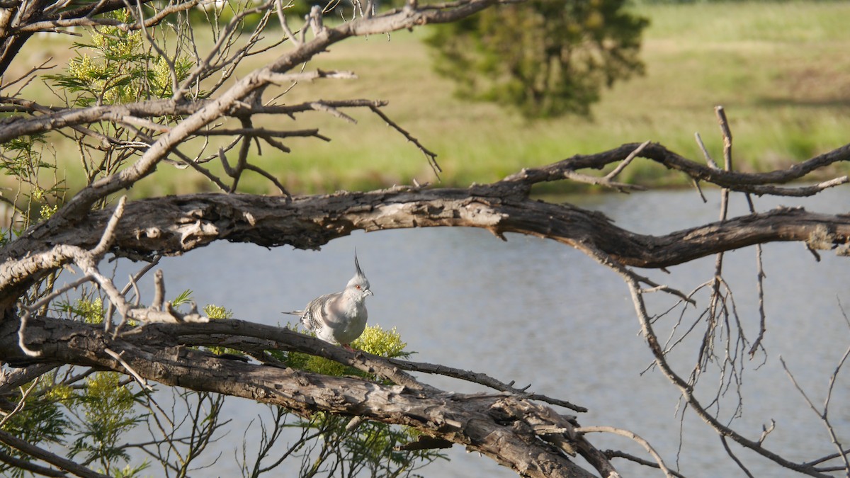 Crested Pigeon - ML646207937