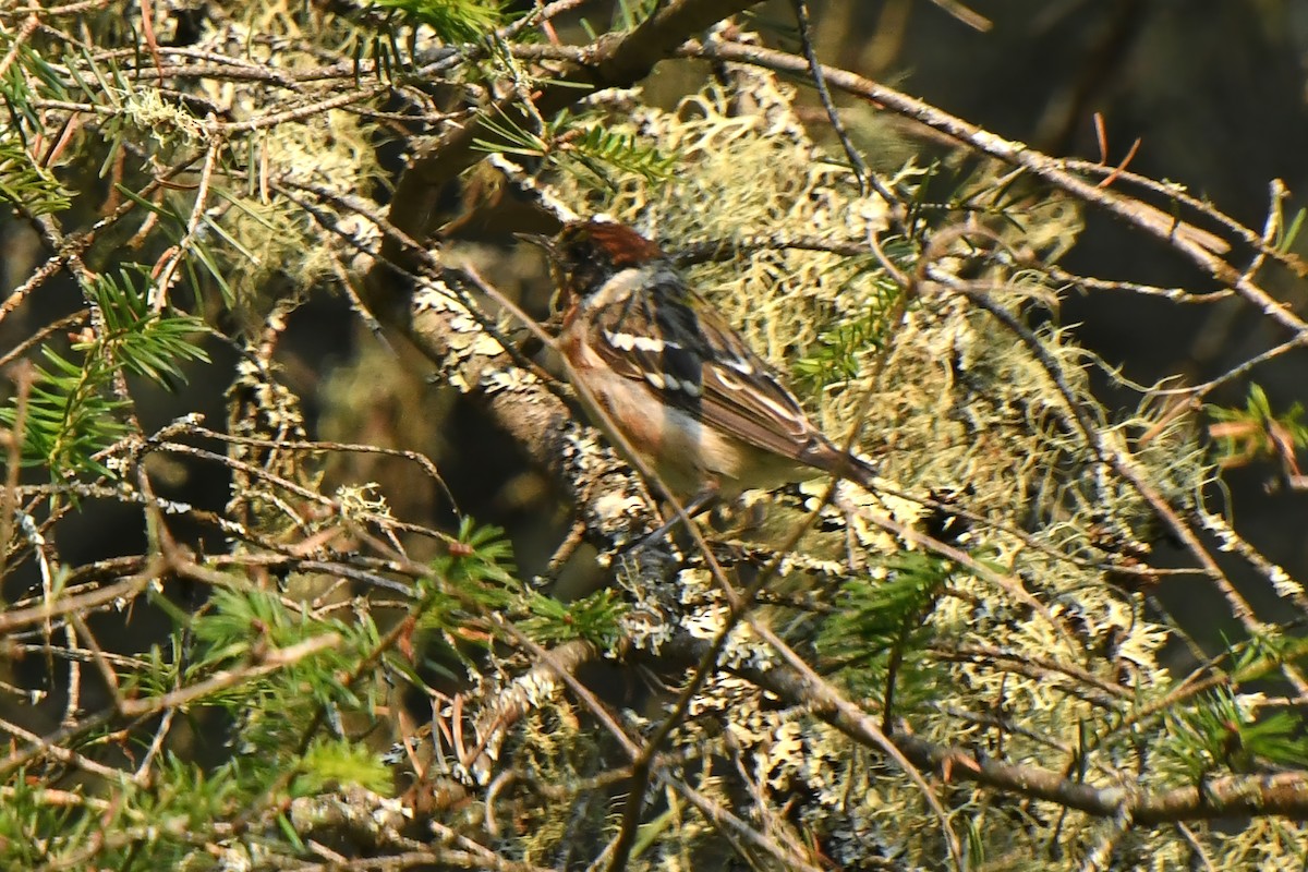 Red-breasted Nuthatch - ML646207938