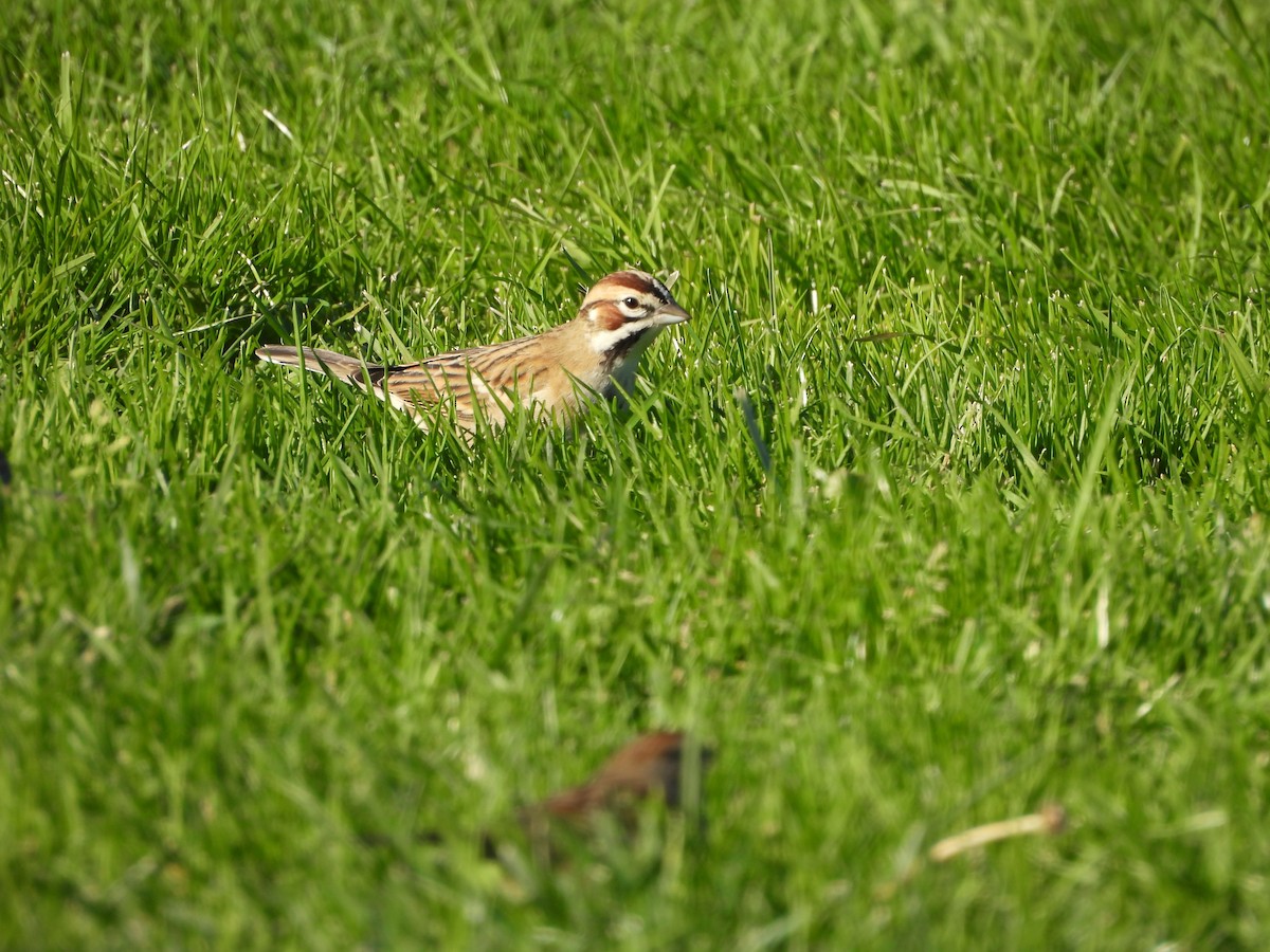Lark Sparrow - ML646207939