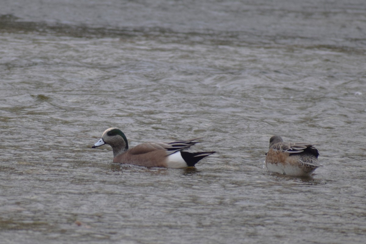 American Wigeon - ML646207940