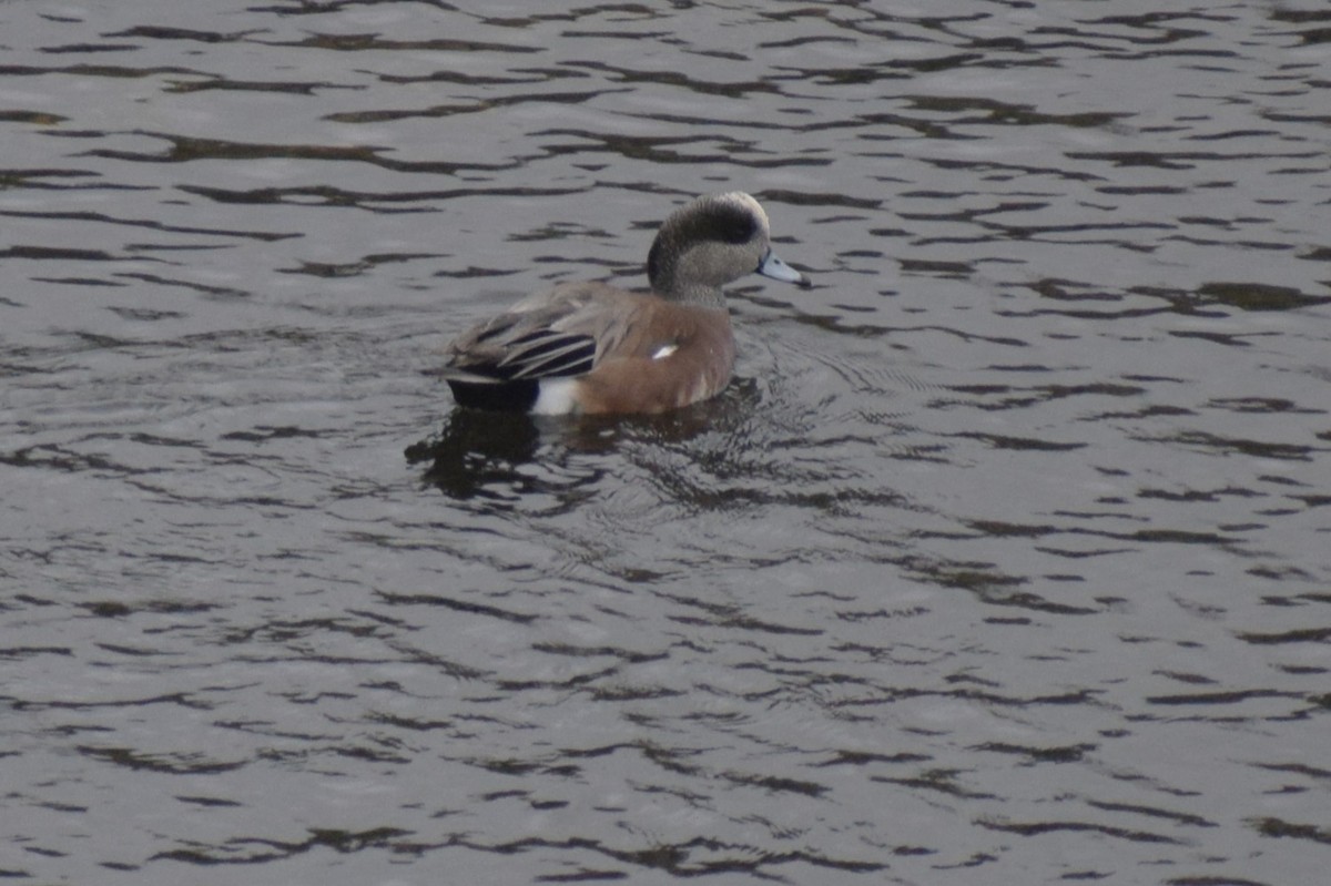 American Wigeon - ML646207941