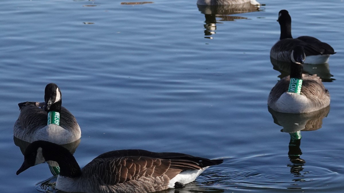 Canada Goose - ML646207942