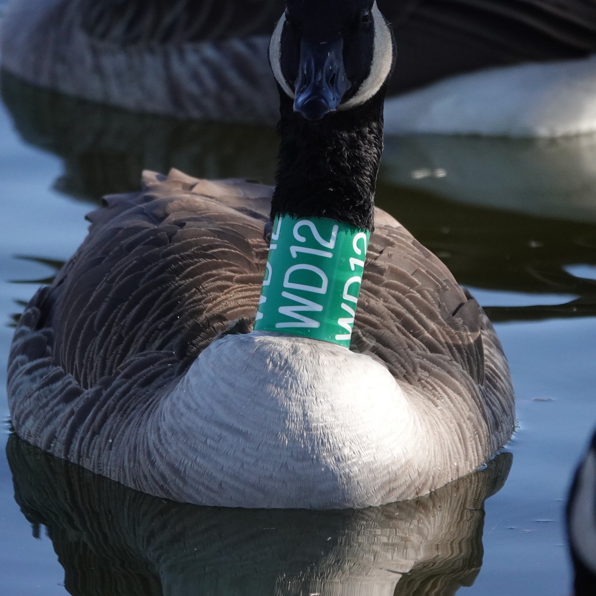 Canada Goose - ML646207943