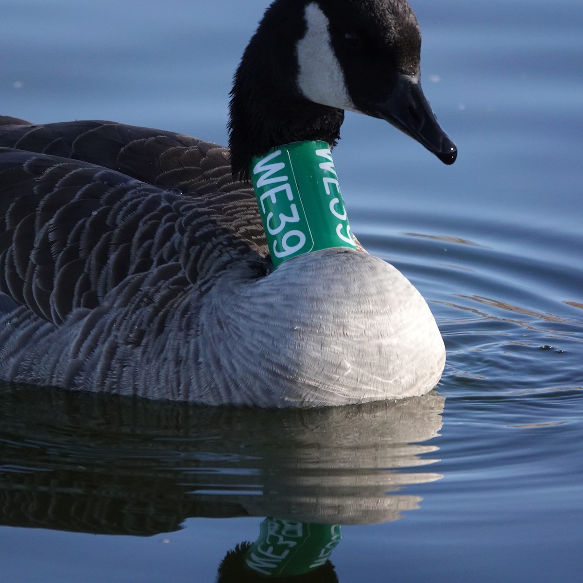 Canada Goose - ML646207944