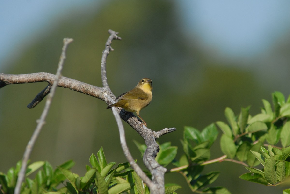 Common Yellowthroat - ML646207945