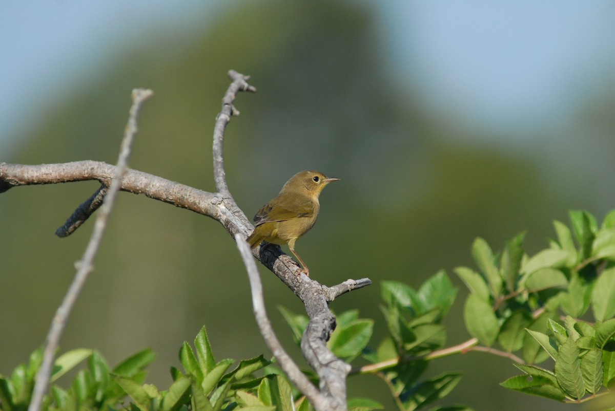 Common Yellowthroat - ML646207946