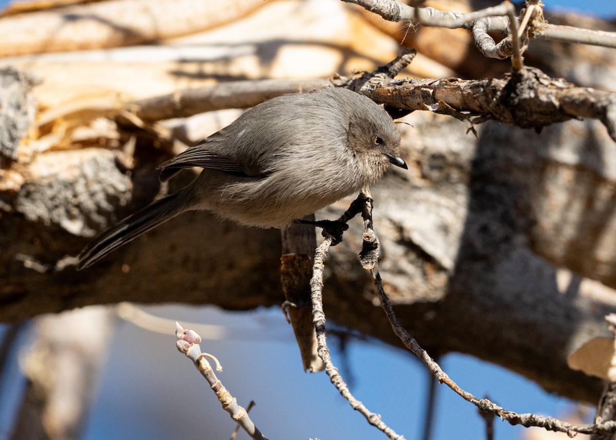 Bushtit - ML646207947