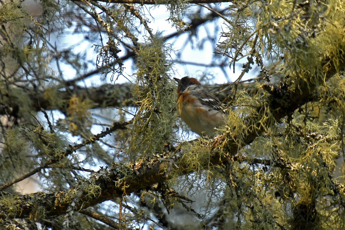 Red-breasted Nuthatch - ML646207949