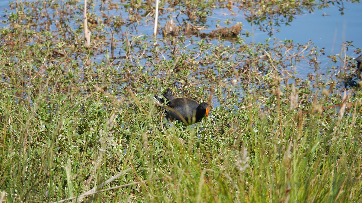 Dusky Moorhen - ML646207950